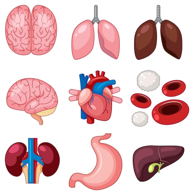 Set of human organs