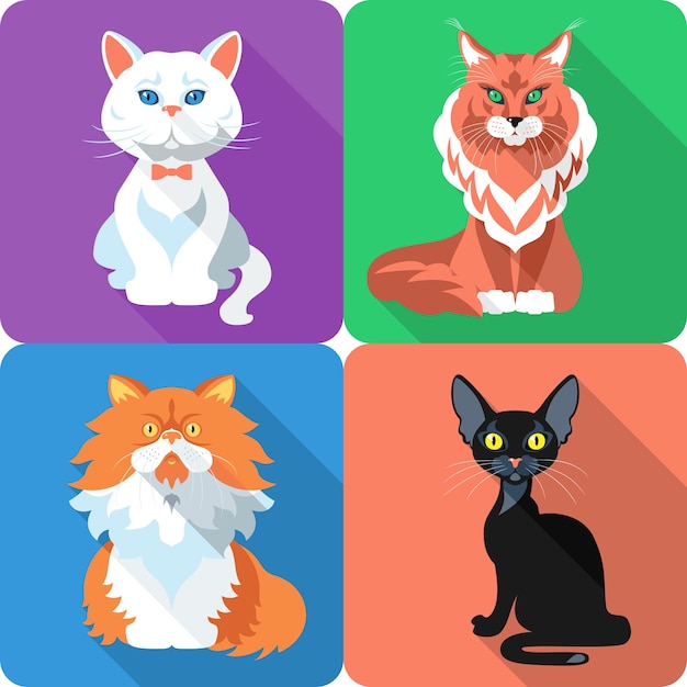 Set icon flat design british and persian cat bombay cat and maine coon