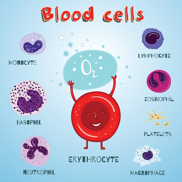 Set of illustration with blood cells. Color and cartoon educational illustration for kids.