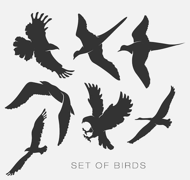 Set of illustrations silhouettes of birds gulls. 