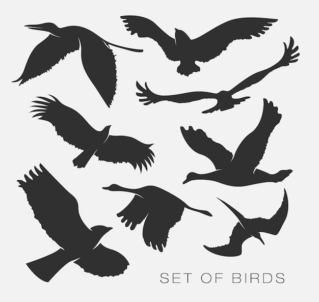 Set of illustrations silhouettes of birds gulls. 