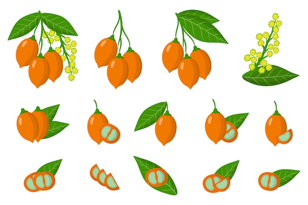 Set of illustrations with Bunchosia exotic fruits, flowers and leaves isolated on a white background.