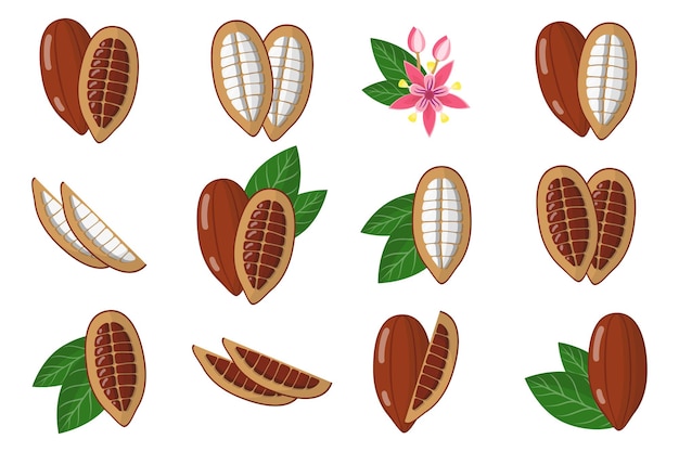 Set of illustrations with Cocoa exotic fruits, flowers and leaves isolated on a white background.