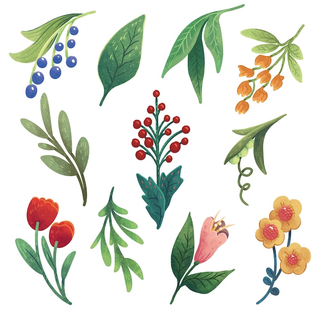 A set of illustrations with herbs, flowers, branches and berries, red berries, blue berries, tulips, yellow flowers, peas, leaves