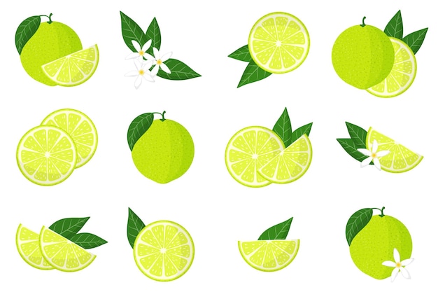 Set of illustrations with limetta exotic citrus fruits, flowers and leaves isolated on a white background.