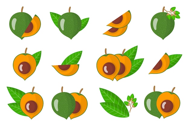 Set of illustrations with Lucuma exotic fruits, flowers and leaves isolated