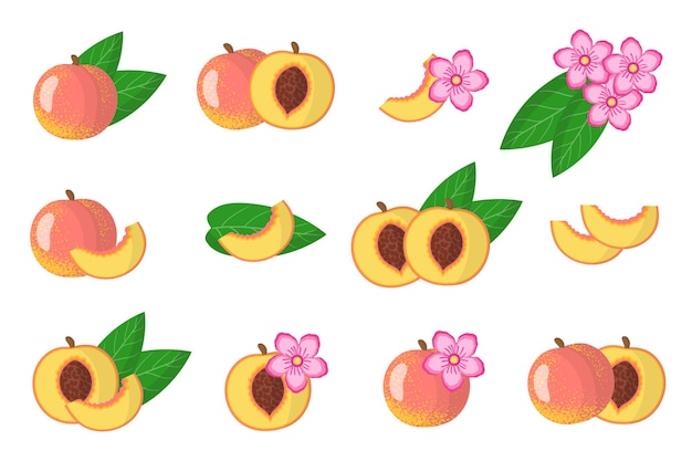 Set of illustrations with Peach exotic fruits, flowers and leaves isolated