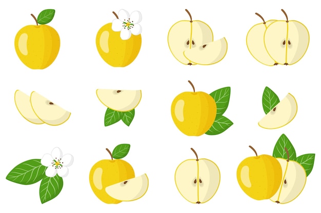 Set of illustrations with Yellow apple exotic fruits, flowers and leaves isolated on a white background. Isolated icons set.