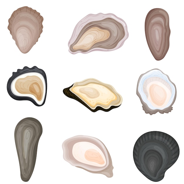 Set of images of fresh oysters in shells vector illustration on white background