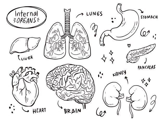 Vector set of internal organ sketching doodle drawing for health learning