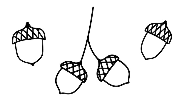 Set of isolated doodle acorns. Outline vector illustration of autumn acorns