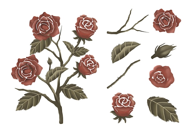 Vector a set of isolated flower elements with an arrangement example