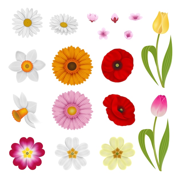 Vector set of isolated flowers collection of spring flowers