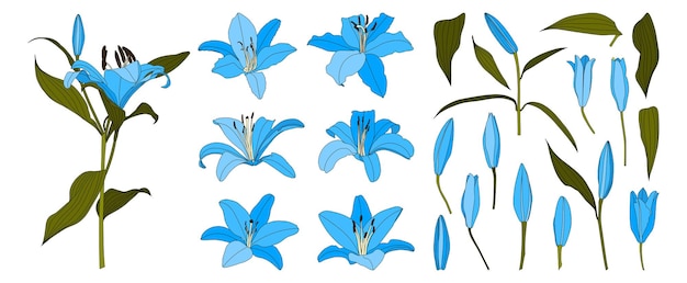 Set of isolated hand drawn light blue lily flower vector