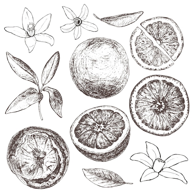 Set of isolated hand drawn oranges slices and flowers in sketch