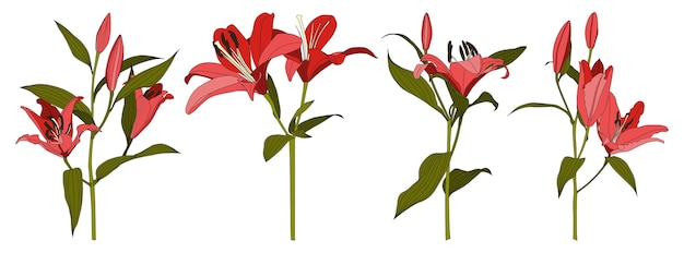 Vector set of isolated hand drawn red lily flower vector