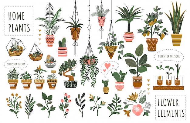 Set of isolated houseplants in flowerpots  illustration