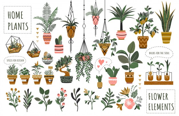 Vector set of isolated houseplants in flowerpots  illustration