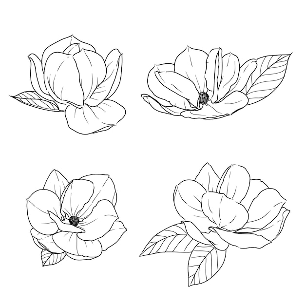 Set of isolated magnolia hand drawn flower vector illustration