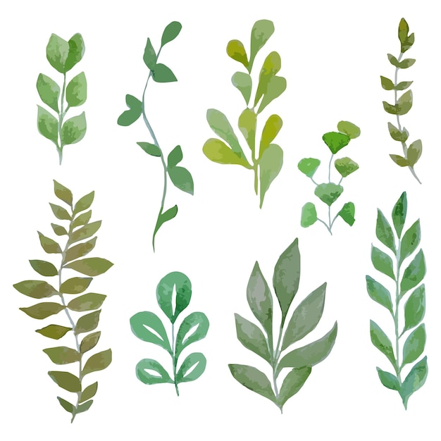 Set of isolated watercolor, hand drawn, vector green twigs with leaves