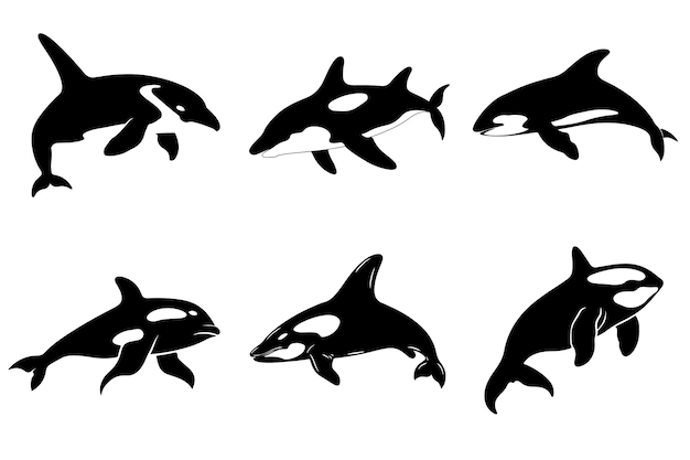 Set of killer whales Collection of stylized orca whales Blackwhite vector illustration