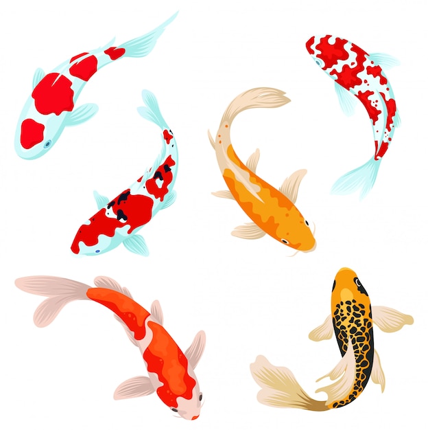 Set of koi carps fish. Сollection of Asian ornamental fish for a pond. Top view of fish.