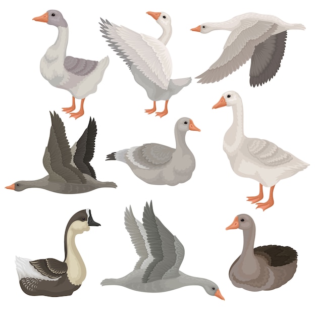   set of large geese in different actions. Wild and farm birds. Rural animal. Wildlife theme