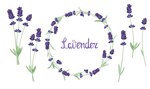 A set of lavender flowers on a white background. Cartoon design.