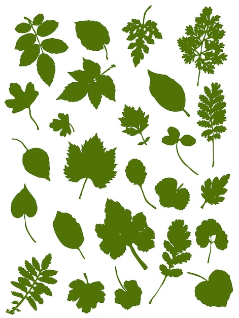 Set of leaf silhouettes. Leaves of deciduous forest trees