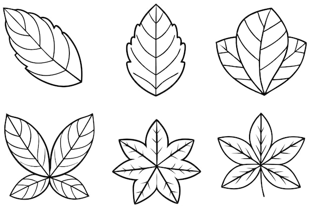 a set of leaves and leaves with a line drawing