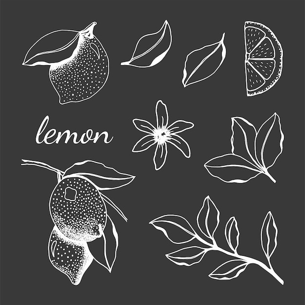 Set lemons line art Hand drawn sketch