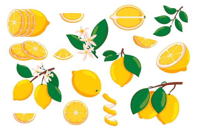 Set of Lemons Sliced and Whole Citrus Fruits Blooming Flowers Branches with Leaves Pieces and Rings Peel Spiral