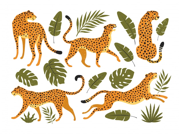  set of leopards or cheetahs and tropical leaves. Trendy illustration.