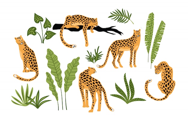 set of leopards and tropical leaves.