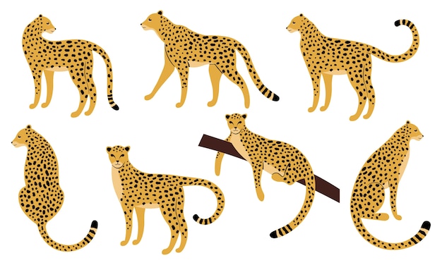 Set of  leopards