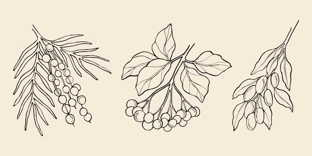 Set of line art acai elderberry goji