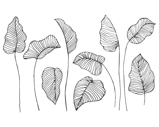 Set of line drawing contour leaves on a white background. Decor elements, vector