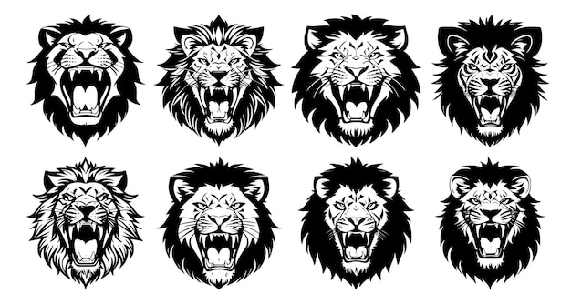 Set of lion heads with open mouth and bared fangs with different angry expressions of the muzzle Symbols for tattoo emblem or logo isolated on a white background