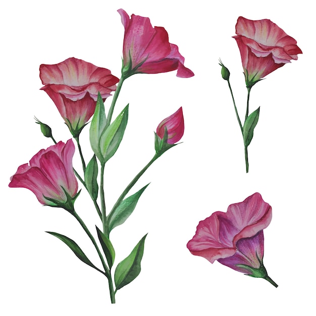 Set of lisianthus flowers eustoma vector