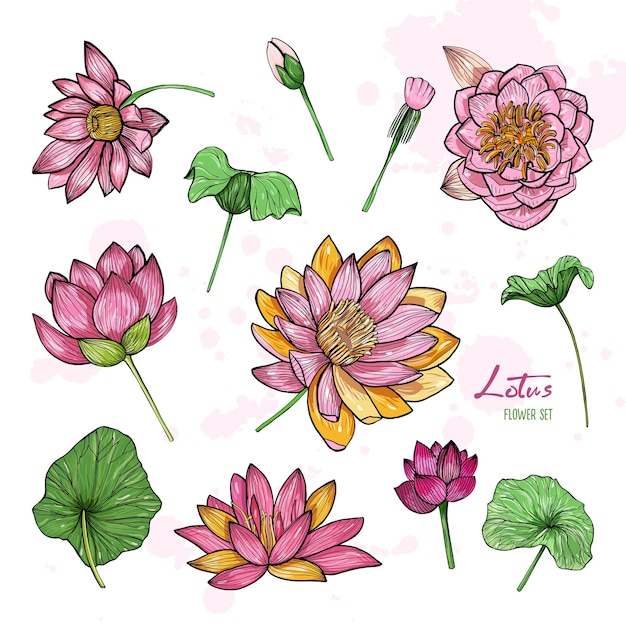 Set of lotus flower in different views. Bloomed, buds and leaves. Hand drawn colorful illustrations collection.