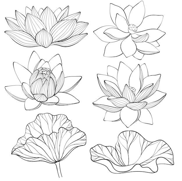 Set of lotus Lotus flowers line art Black and white vector illustration