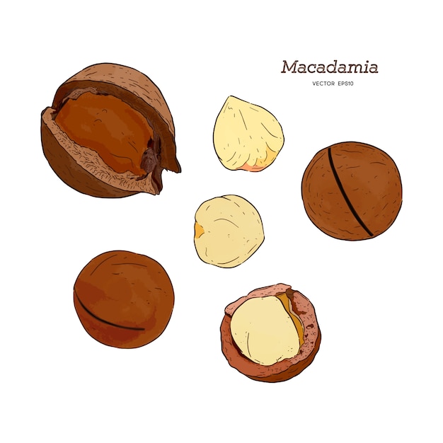 Set of macadamia