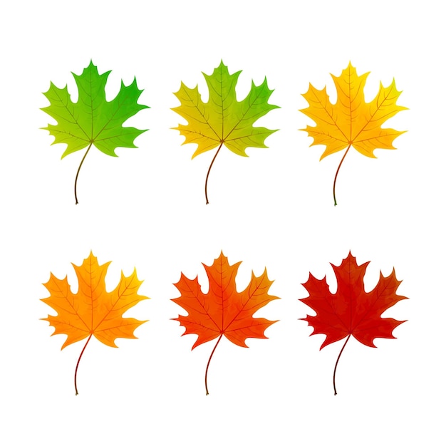 Set of maple leaf