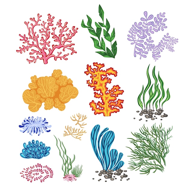 Set of marine vector plants, hand drawn algae