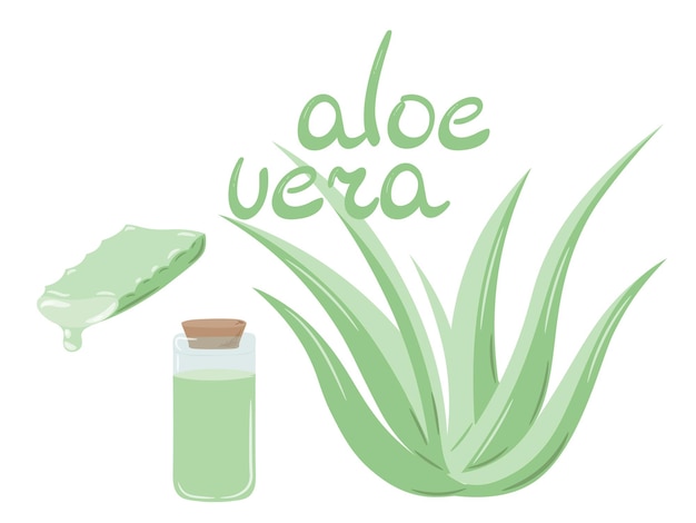 Set of medicinal plant aloe vera and succulent stem cut. The inscription Aloe Vera, painted in green