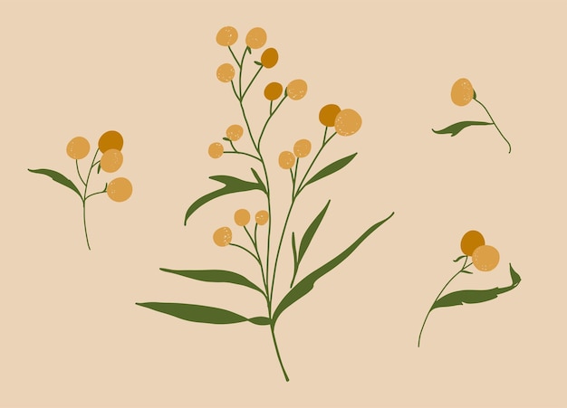 Set of mimosa vector illustrations Spring flowers botanical