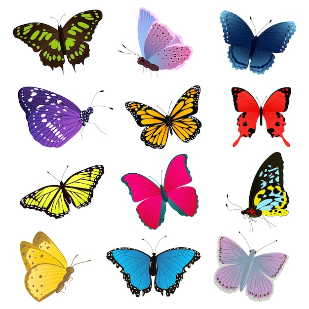 Set of multicolored butterflies Vector illustration isolated on the white background