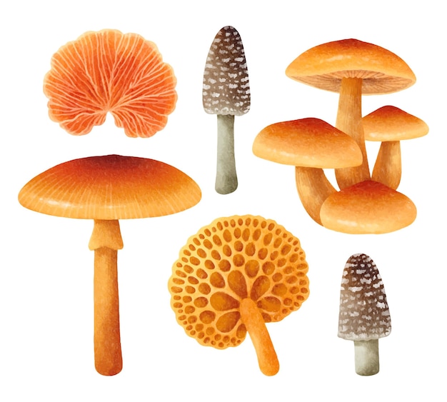 Set of  Mushroom illustration watercolor style