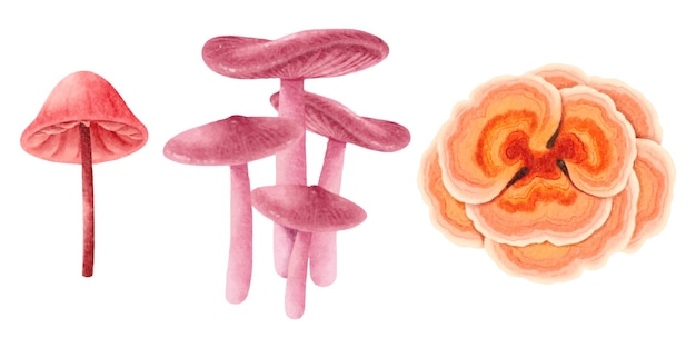 Set of  Mushroom illustration watercolor style