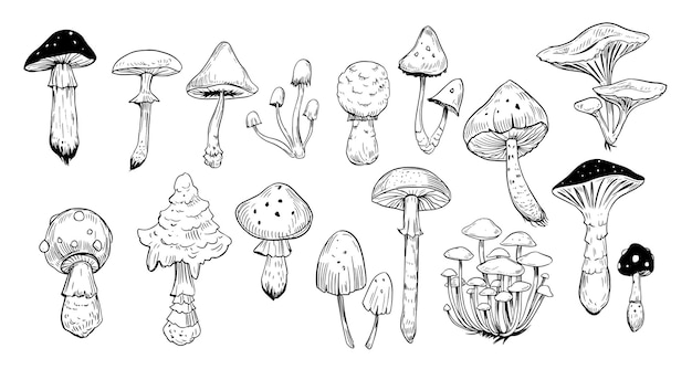 Set of mushrooms. Hand drawn illustration Isolated on white